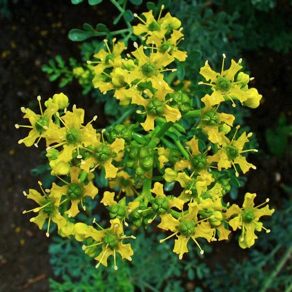routa vonná
