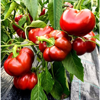 Paprika Topepo Rosso