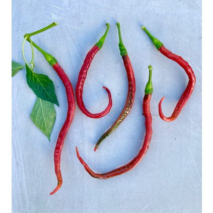 Paprika Sloní chobot