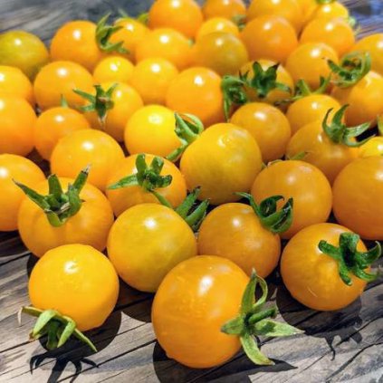 0004469 chello mini dwarf tomato 510