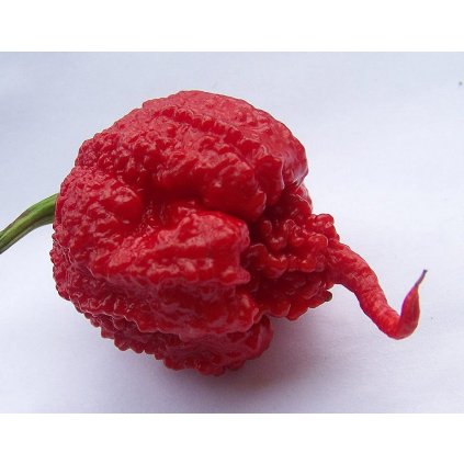 big 16425159341926 chilli carolina reaper