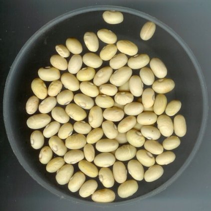 045200 droogbonen stam gele citroen sulphur bean jaune chine
