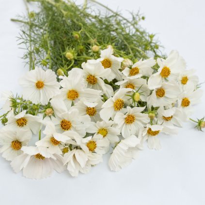 Krásenka Sensation Purity
